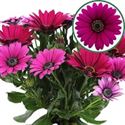Bild von Osteospermum  P12 Tanja(purple)
